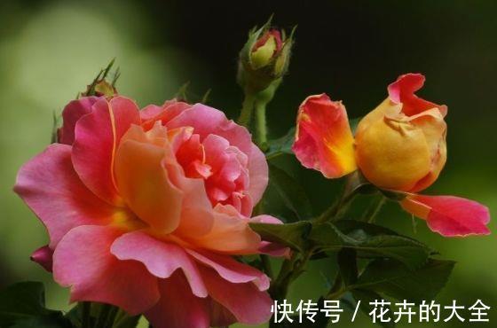 高雅|农历7月15号起,最适合养这些花,花期长易打理,花朵清新高雅