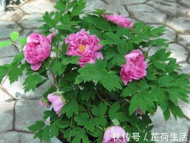 观赏价值|几款些花,开花吉祥又喜庆,养在庭院十里飘香