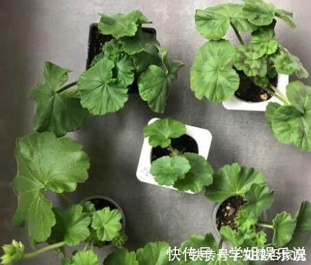 阳台上|这花花期长又漂亮,一个扦插小窍门,十天生根,轻松爆盆开成花球