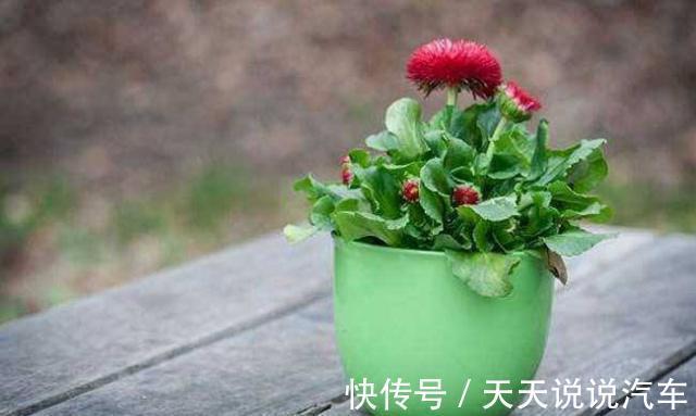 黄豆水的肥性，也比不过此特制溶液，用来浇花，绰绰有余