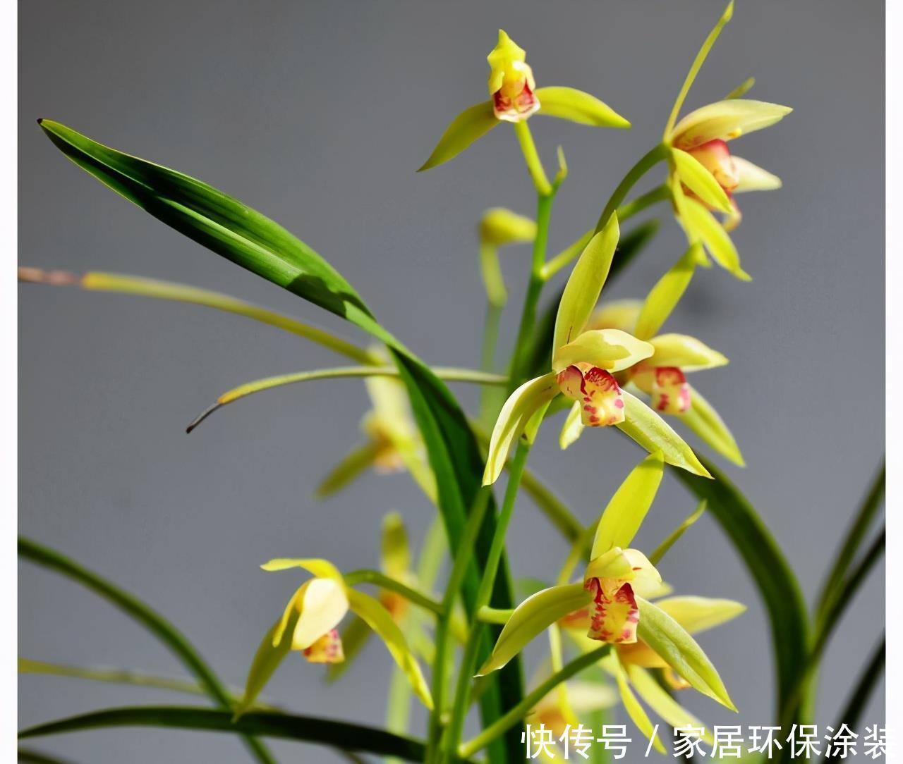 6种“冷艳”花,就爱寒冬开,越冷越娇艳,雍容又华丽