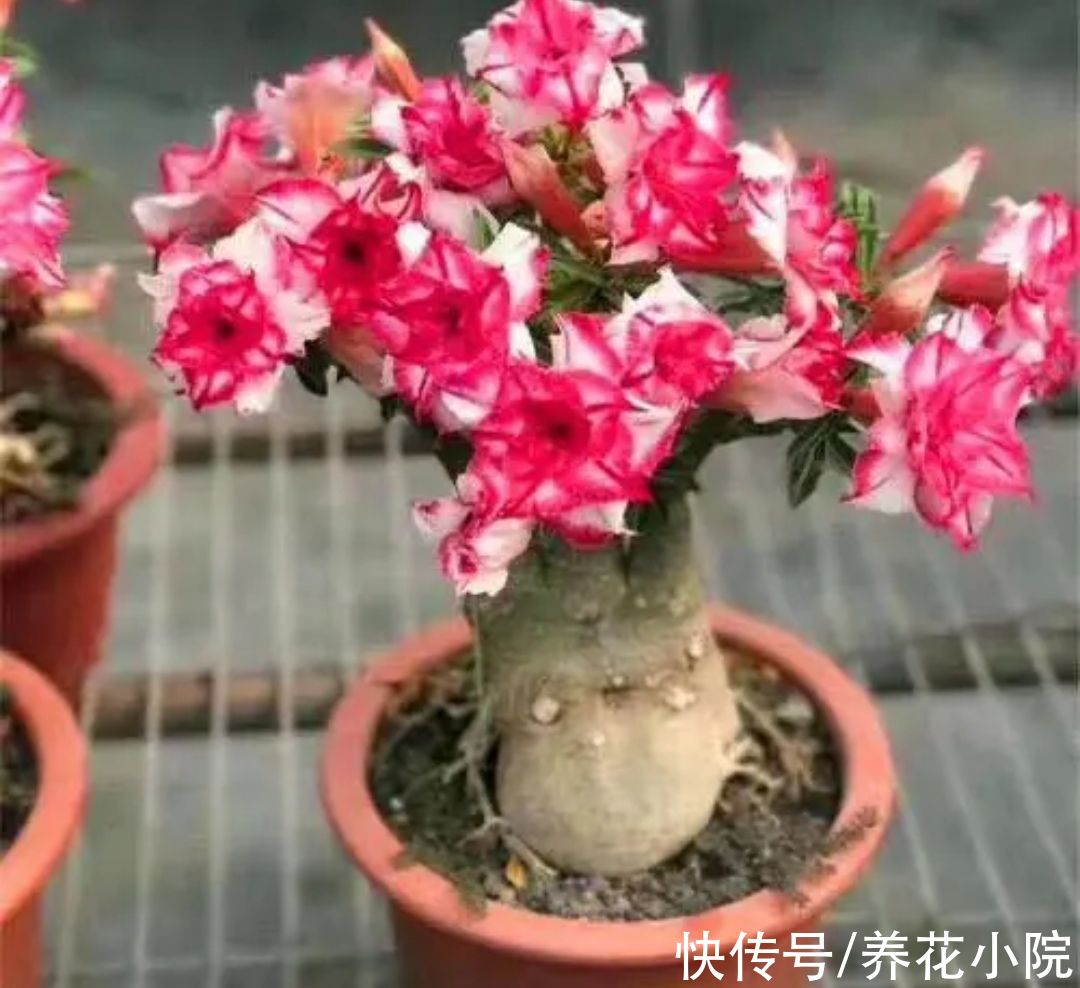 烂根|6种花怕“水涝”，天冷要管住手少浇水，不然容易烂根，难过冬