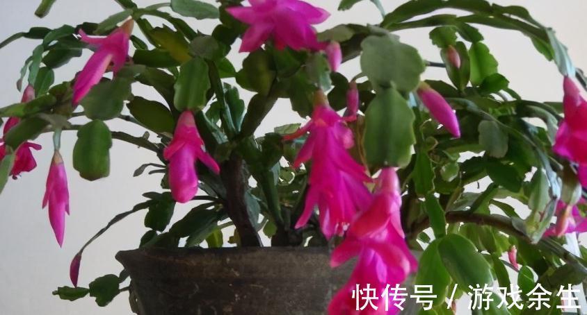 霜降过后，家里必备4盆花，叶子绿、花色艳，越养越喜欢