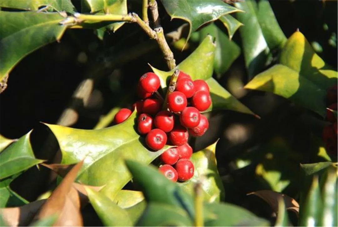 农村常见的构骨,做成盆栽当年宵花,果子红红火火很喜庆