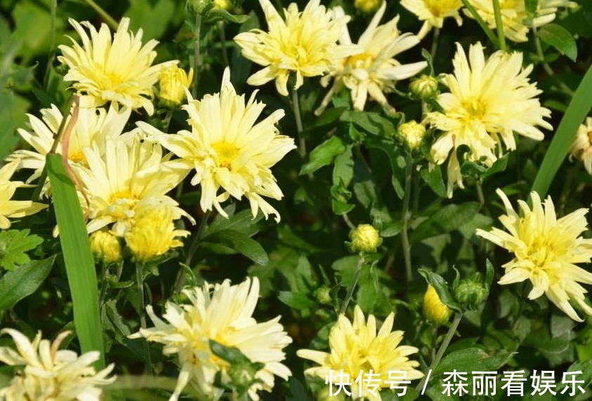 阴历|阴历哪几月出生的女人,长得漂亮,知书达理,娶到就是福气