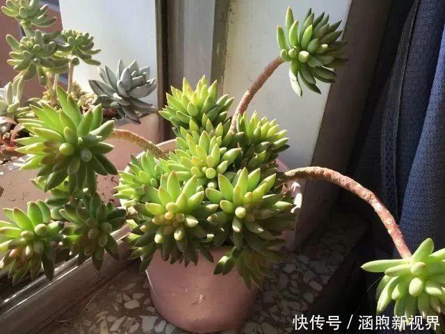 叶插|别人扔的多肉,他非要捡,最后照样也能养爆盆!