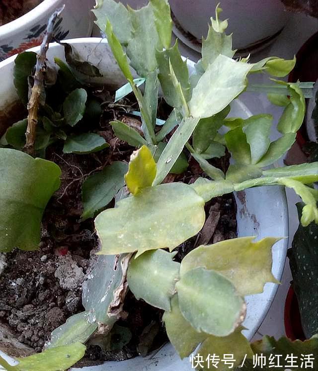 蟹爪兰|蟹爪兰掉叶子?2个“原因”解决好,叶子肥厚,度夏无压力