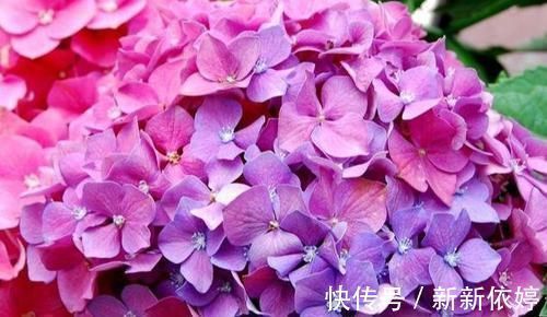 阳台上|5种“阴暗花”,藏在角落里,年年自行繁殖,也能开成“仙花树”