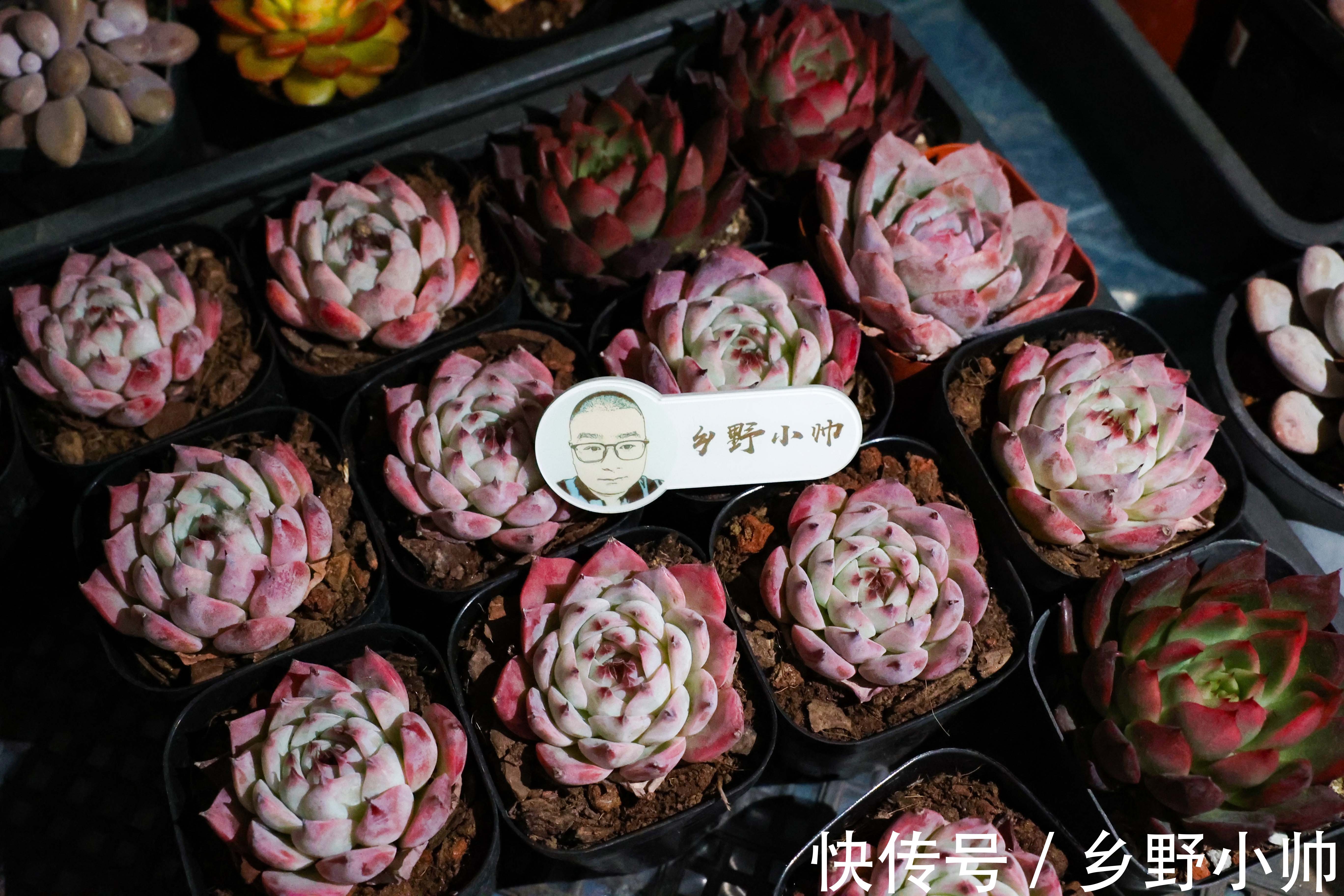 群生|多肉爆侧芽?砍头之后怎么处理?用对方法肉肉爆满盆