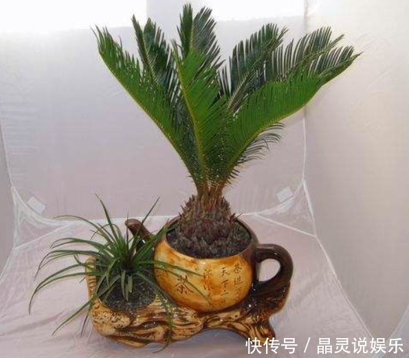 铁树|有种植物叫“铁树”,它真的是和铁一样吗快来一起看看吧