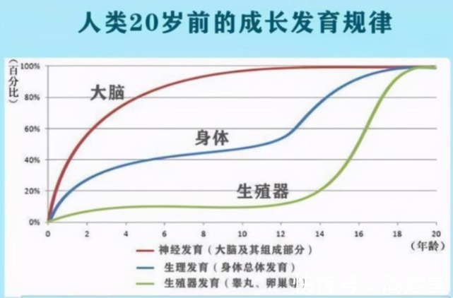 发育|哈佛研究：儿童一生只有3次变聪明的时机，父母别错过了