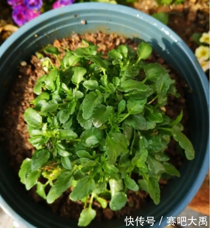 阳台上|特耐寒的花,冬天照样能爆盆,颜值不输牡丹