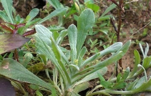 感冒|经常喉咙痛还感冒,用一种草揉成包子蒸着吃,止咳化痰还降血压