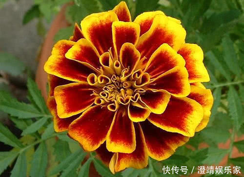 养护|喜欢菊花，就养这种“大艳菊”，开得灿烂，色艳花大，养护简单