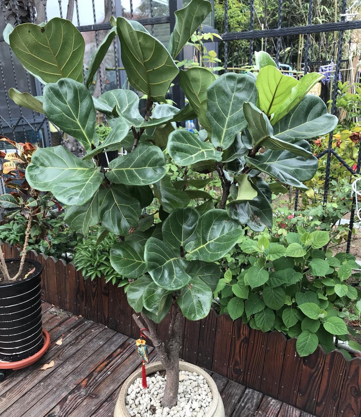 养花|客厅养花，就养“大树”，2年长成“绿巨人”，优雅漂亮，品位佳