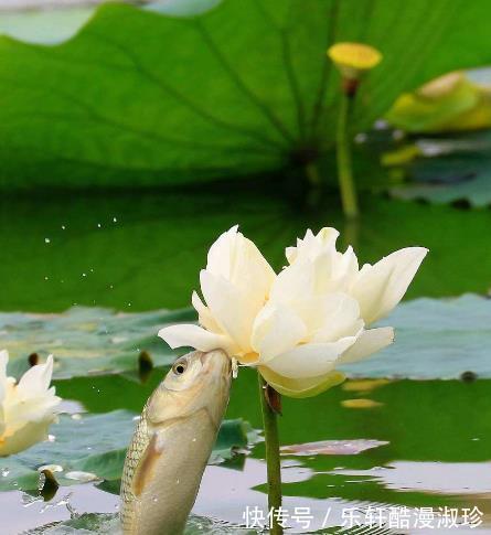 财星|9月份开始,喜事临门,4属相时来运转,财星高照,大吉大利