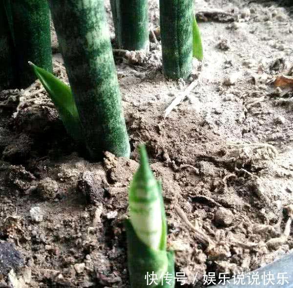 通风换气|养虎皮兰不爆芽，2分钟学会一招，小芽密密麻麻长一盆