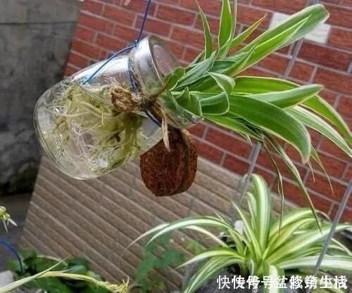 旧物|家中旧物拿来养花,1个花盆也不用买,种了满屋的花,漂亮实用