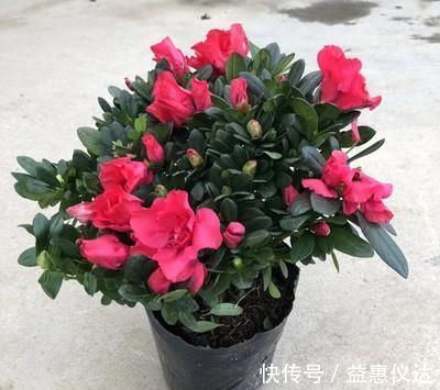 阳台上|到了冬季就盆栽这7样花卉,耐寒能力强,开花美丽又喜庆