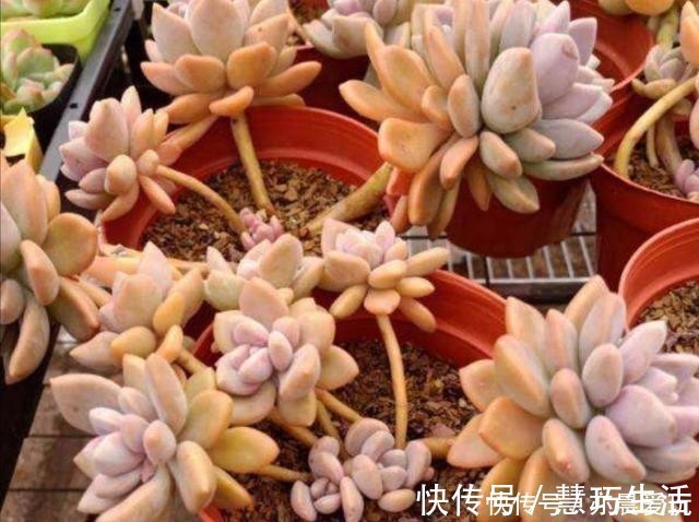 多肉植物,叶子软趴趴的是怎么回事?检查这3个方面