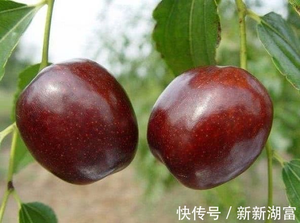 水果|肝毒“最怕”以下4种水果，每天吃一点，排出体内毒素，肝更干净