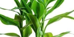 家养富贵竹习惯性黄叶学会这三个小技巧,轻松叶绿枝嫩长不停