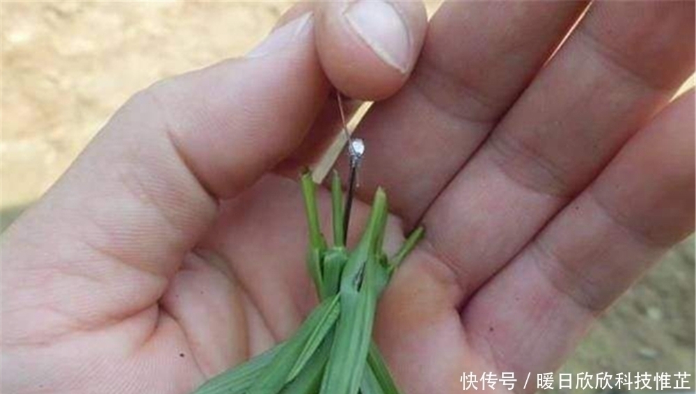 台钓|入夏之后草鱼变得好钓,钓浮草鱼才是“正钓”,可以试试这些方法