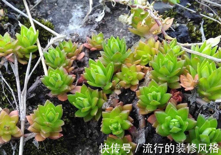 枝条|此种植物,易得还好养,最主要还好看,值得拥有