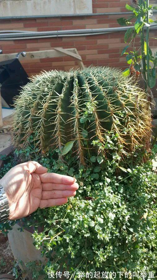 5种丑的难入眼的花,养客厅镇宅守家,越养越气派