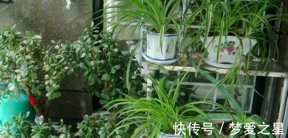 养花|养花期间,做了这些事情就会得不偿失,总遇上黄叶烂根问题