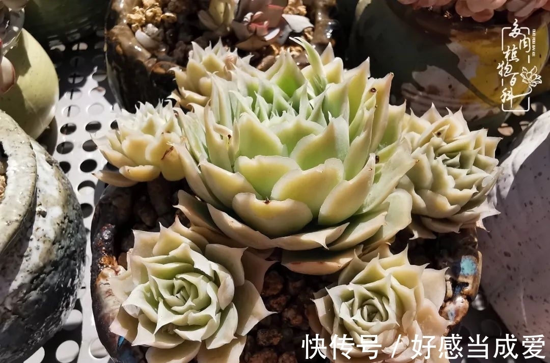 治愈之“肉”:愿所有的养肉人都被这些“胖子们”治愈