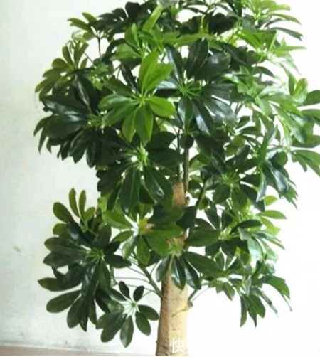此花是二手烟克星,家里有烟民的养一盆,呼吸更安心