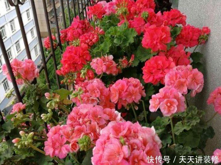 5款花寓意超好的,养家里财运亨通,颜值也时候超高的