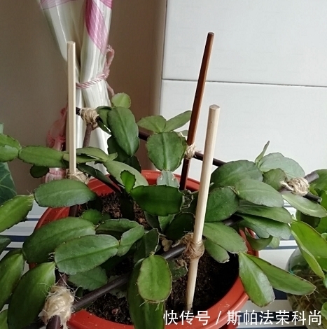 黄叶|如何判断花卉缺水?教你一个小技巧,浇花不黄叶不烂根!