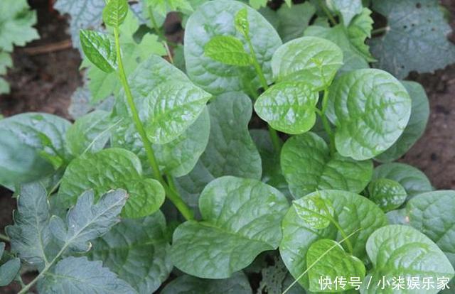 采摘|3种吃剩的“菜杆子”,丢土里,长成一片“绿萝”,3天采摘一大盆