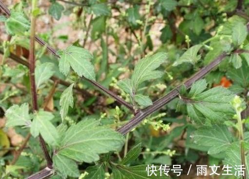 刘寄奴|乡下大有来头的野草,名字不平凡,路边常见,其实是消炎良药