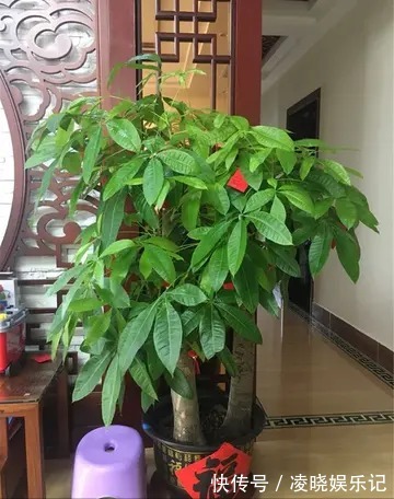 散尾葵|12种“健康花”,家里没太阳,照样长爆盆,贵气漂亮,旺家又养人