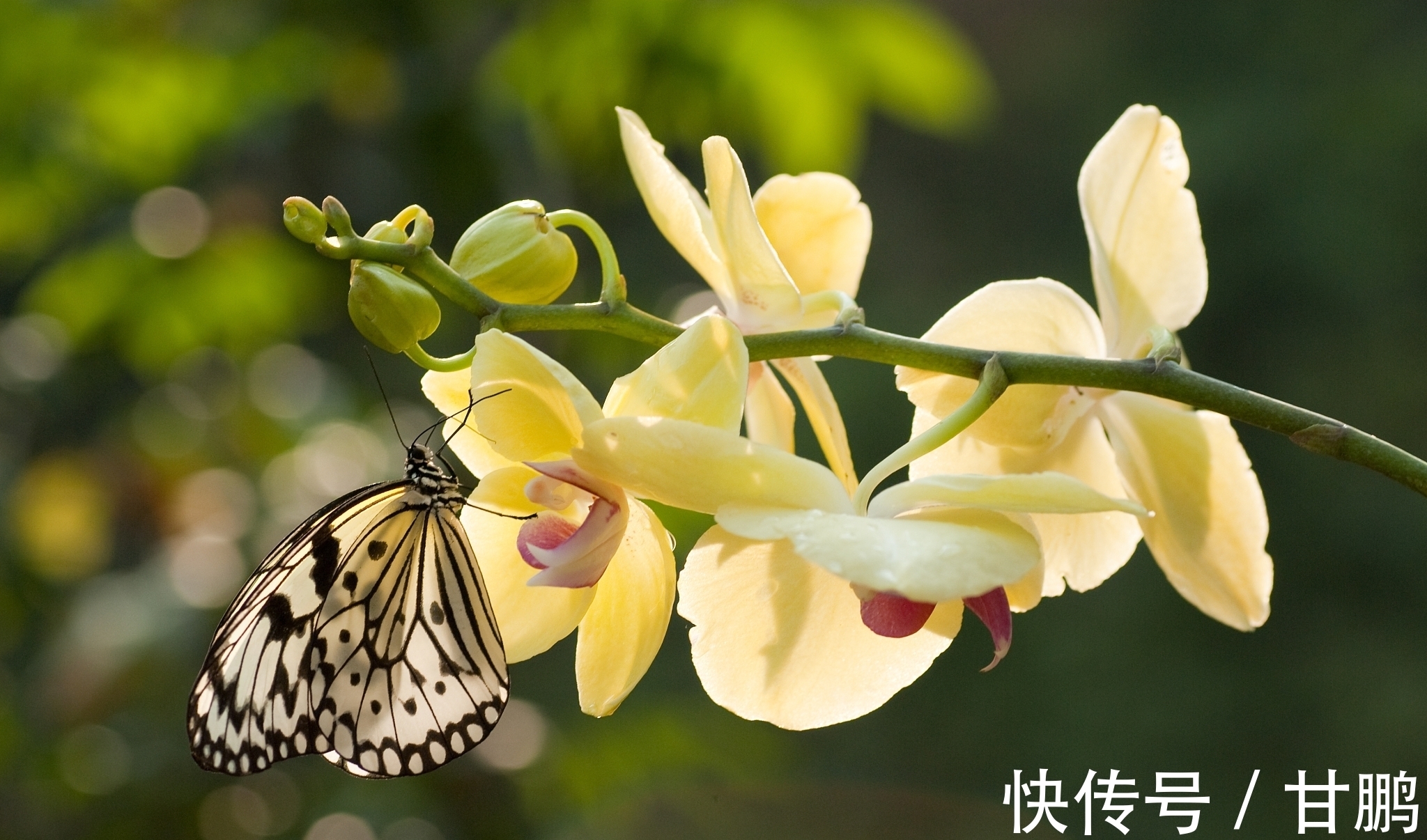 萧艾!五言绝句◆空谷幽兰