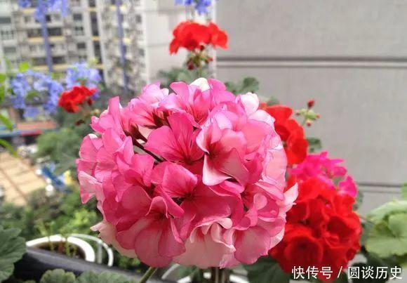 花期|4种花界中的女神花，养护容易，开花美丽，花期超长