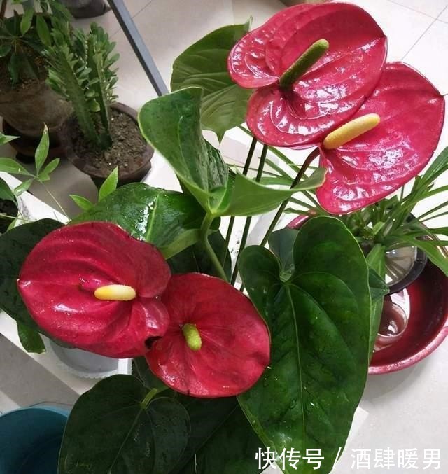 5种“吉利花”,冬天是“难关”,再漂亮也别买,买了也是浪费钱!