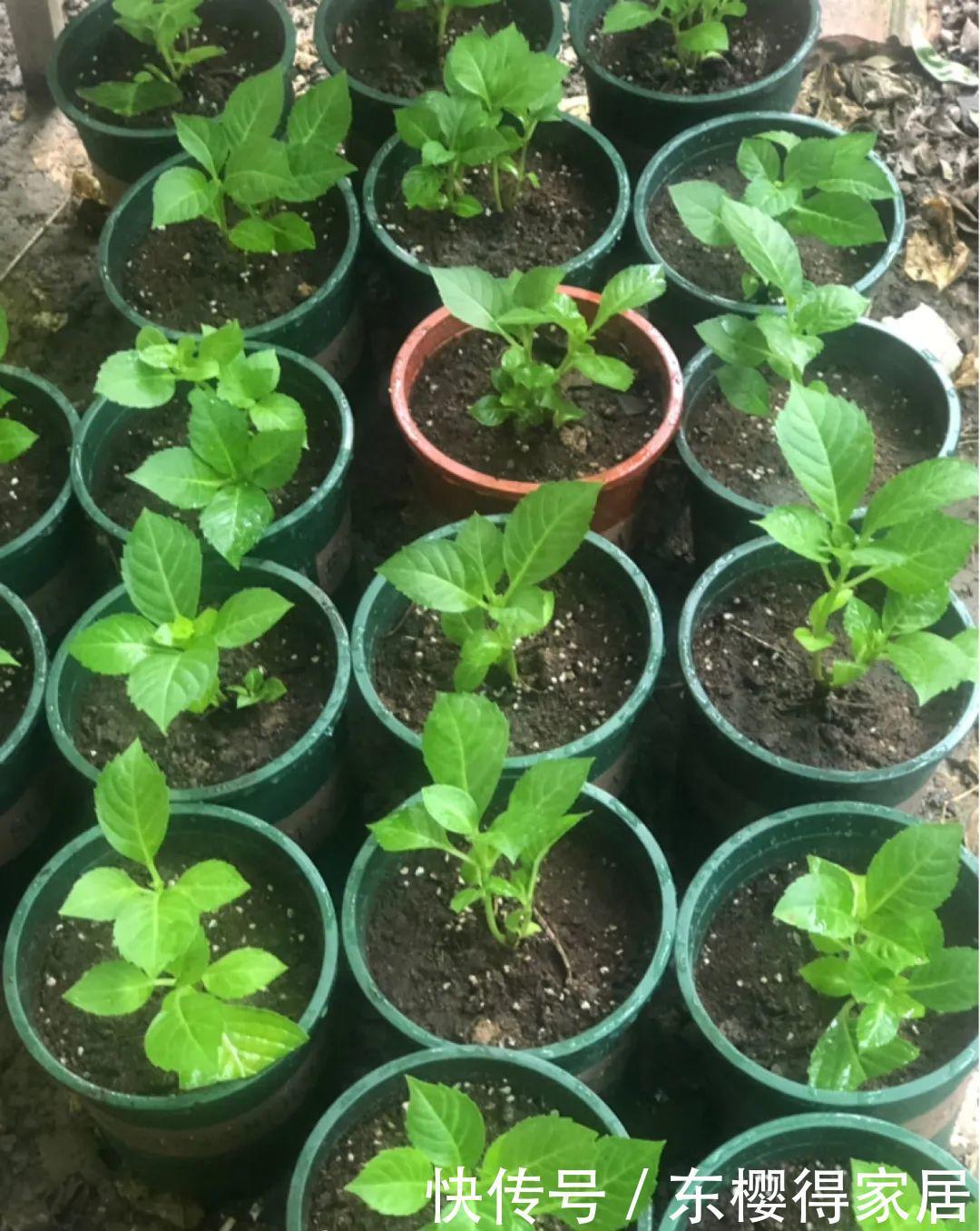 品种|6月份扦插,选好合适的植物品种,沾土、泡水都能活