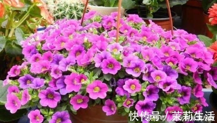 几款植物堪称懒人花,花期长易打理,盛开时繁花似锦,美轮美奂