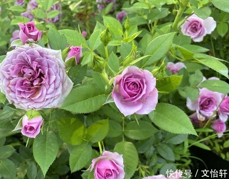 品种|100个月季品种，千姿百态，每个都很漂亮，图名并茂，值得收藏