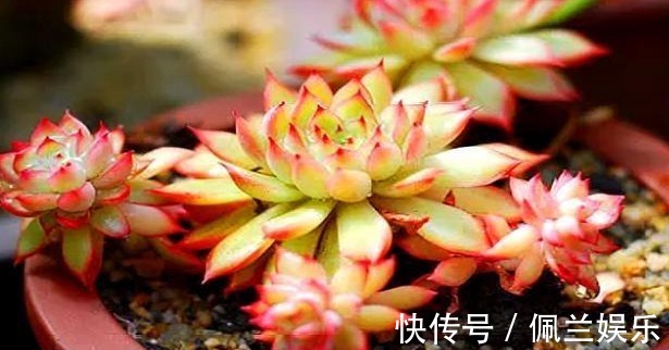 多肉女雏养护“4要点”，轻松爆盆，粉橙相间漂亮迷人