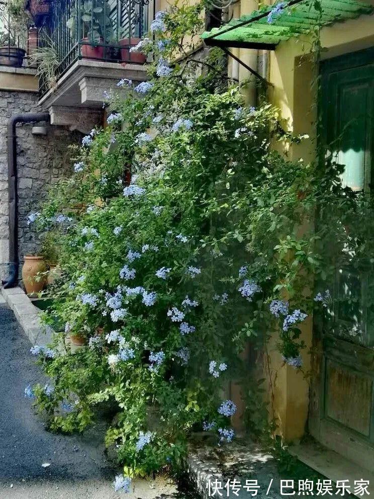 枝条|家里有这6种花,赶紧挂起来,长的快、开花一年比一年多!