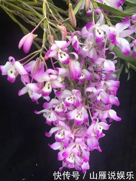 还在养绿萝家里养盆“香香花”,好看好闻,清香四溢精神好!