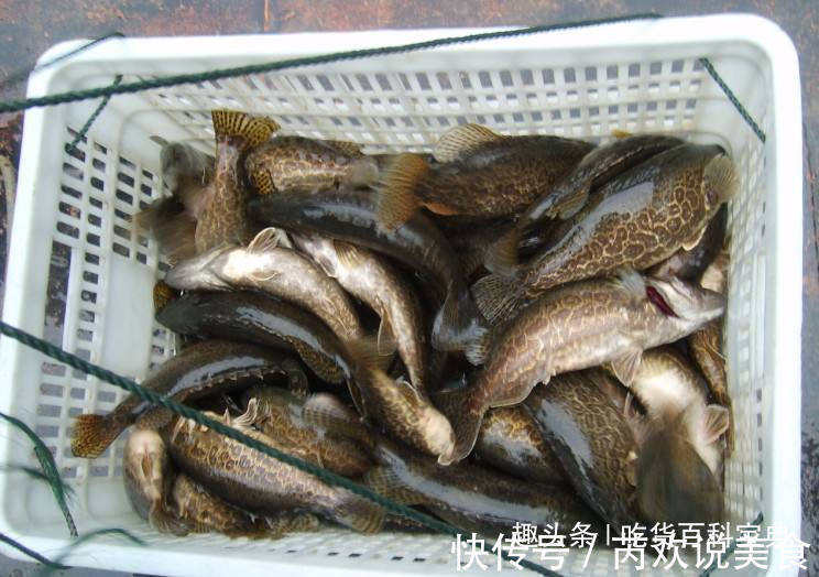 这种河鱼新鲜的没人要，等它发臭后大家却“哄抢”，你猜是啥