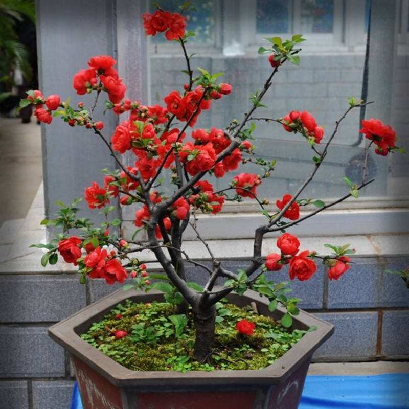 海棠花只长叶子不开花,找对原因很重要,花朵才能嗖嗖冒