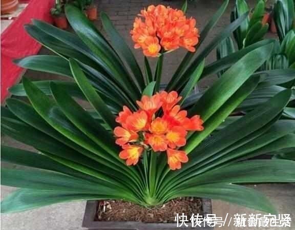 废油|给君子兰加点营养,长出大白根开花呼呼旺,开花也多了!