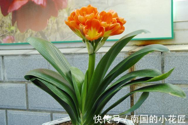 老花匠给君子兰换盆的口诀，句句在理，简单又易懂，看看没有坏处